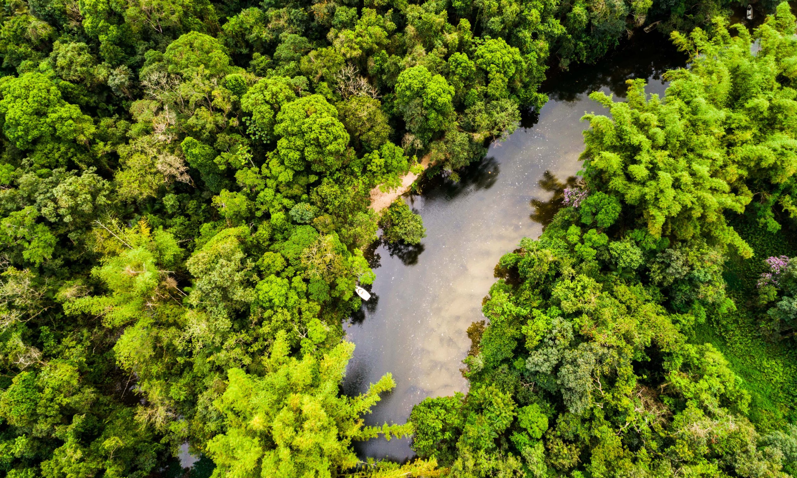 Aerial view of rainforest